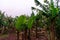 A scenic banana plantation on Terceira Island, Azores.