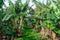 A scenic banana plantation on Terceira Island, Azores.