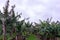 A scenic banana plantation on Terceira Island, Azores.