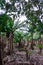 A scenic banana plantation on Terceira Island, Azores.