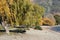 Scenic beachfront landscape with yellow willows in autumn