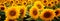 Scenic beauty: panoramic image of a sunflower field, a nature inspired background