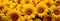 Scenic beauty: panoramic image of a sunflower field, a nature inspired background