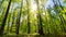 Scenic beech forest lit by warm rays of the spring sun