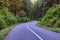 Scenic Bike path in Green Canadian Rain Forest.