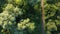 scenic bird's-eye view of dirt roads lined with trees in the countryside in summer