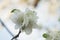 Scenic blooming apple orchards in May. White flower branch in spring, close-up selective focus