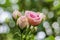 A scenic, blurred pink rose buds. Defocused picture. Natural blurred background, soft bokeh