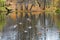 Scenic bright landscape golden multicolored autumn, fall. Mallard wild ducks birds swimming pond, river lake surface