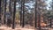 Scenic byway in national forest road sign. Coniferous pine trees, USA road trip.