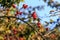 Scenic close up of dogrose berry branch. Autumn nature background