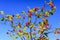 Scenic close up of dogrose berry branch on blue sky background. Autumn nature sunny day background