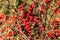 Scenic close up of dogrose berry branches. Autumn nature background