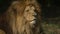 Scenic Close up portrait view couple of Lions relaxing