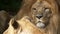 Scenic close up portrait view couple of lions relaxing