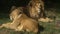 Scenic close up portrait view couple of lions relaxing