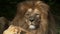 Scenic Close up portrait view couple of Lions relaxing