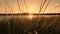 Scenic close up view at Summer Sunset through slowly waving riverbank sedge