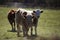 Scenic closeup of cute cattle in a green field