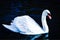 Scenic closeup of a Mute swan swimming on the surface of dark blue water