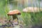 Scenic closeup view of gowing big tasty edible cep mushroom in wild green grass forest. Brown natural porcini boletus