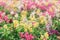 Scenic colorful snapdragon flowers antirrhinum in garden