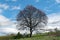 Scenic countryside of England with a large tree at a hillside farm during autumn