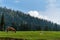 Scenic countryside landscape, horse grazing grass in meadow in the morning