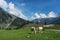 Scenic countryside landscape, horse grazing grass in meadow in the morning