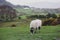 Scenic countryside landscape at a sheep farm in Lake District of Englan