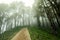 Scenic deep tropical forest jungle Janjehli, Himalaya, India