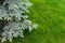 Scenic detail close-up view of fresh green fir tree branch with new sprout at home mowed lawn yard graden on bright