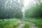 Scenic dirt road in a misty forest