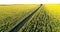 The scenic dirt road through sunflower fields. Aerial view