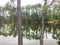 Scenic double pine trees and mirror reflection lake in overcast winter day in Texas, USA