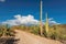 Scenic drive in Sonoran Desert with Saguaros