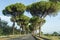 Scenic driving on new via Appia road S7 with high green  mediterranean pine trees connected Rome, Latina and Terracina