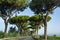 Scenic driving on new via Appia road S7 with high green  mediterranean pine trees connected Rome, Latina and Terracina