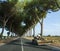 Scenic driving on new via Appia road S7 with high green  mediterranean pine trees connected Rome, Latina and Terracina