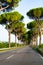 Scenic driving on new via Appia road S7 with high green  mediterranean pine trees connected Rome, Latina and Terracina