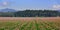 Scenic farm landscape in Skagit valley Washington