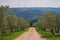 Scenic farm road passing through olive trees