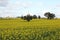 Scenic field of Golden canola flowers, crop farming, agriculture