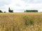 Scenic with field of ripe wheat in Normandy