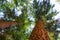 Scenic fir trees, view from the base looking up