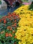 Scenic Flowers on the banks of a river