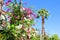 Scenic flowers and palm tree on Sicily island, Italy