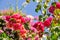 Scenic flowers in spring on Sicily island, Italy