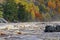 Scenic flowing river rapids with colorful Autumn trees at Jay Cooke State Park