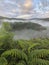 Scenic foggy morning among green hills in summer. Picturesque natural landscape. Fern in the foreground